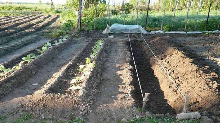 Грунт для выращивания картофеля