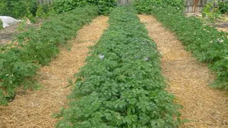 Выращивание картофеля по методу Митлайдера