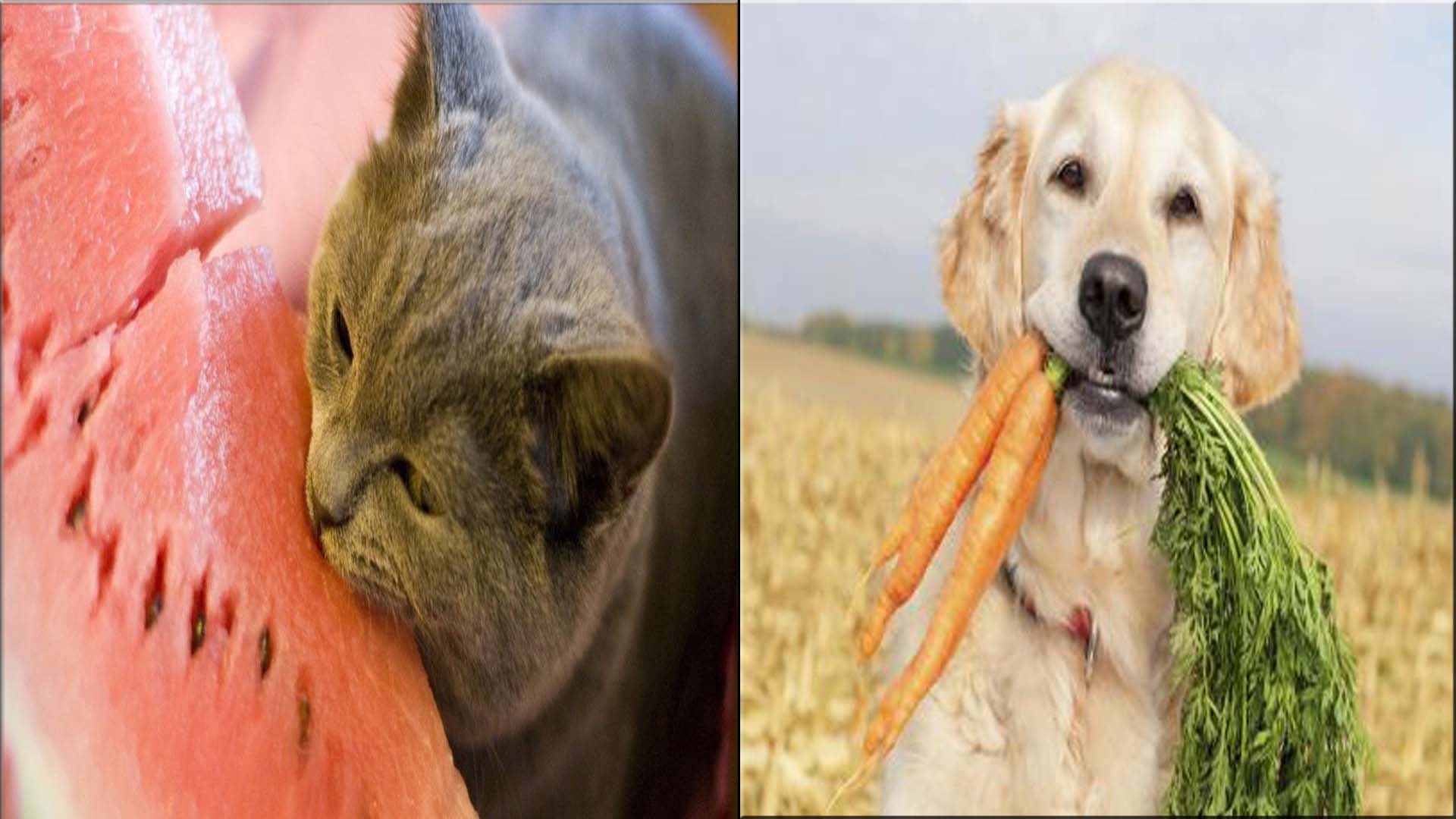 Правильное питание домашних животных