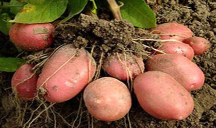 Как сажать картофель, чтобы был хороший урожай